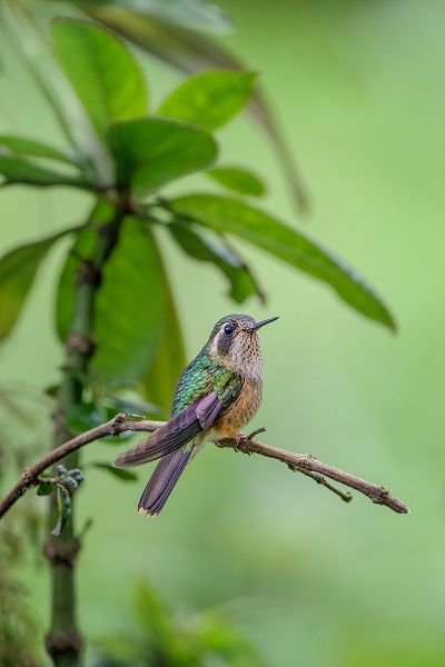 Jones, Adam 아티스트의 Speckled hummingbird-Ecuador작품입니다.